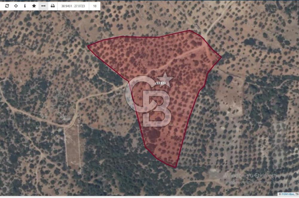 BERGAMA ZEYTİNDAĞDA SATILIK ZEYTİNLİK