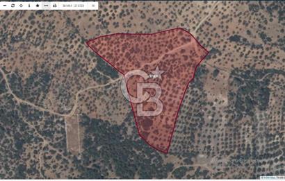 BERGAMA ZEYTİNDAĞDA SATILIK ZEYTİNLİK