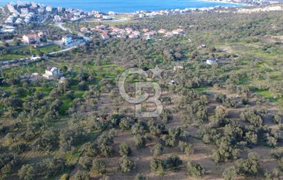 AŞAĞIŞAKRANDA UYGULAMA İÇERİSİNDE İMARA AÇILACAK 2400m2 ZEYTİNLİ