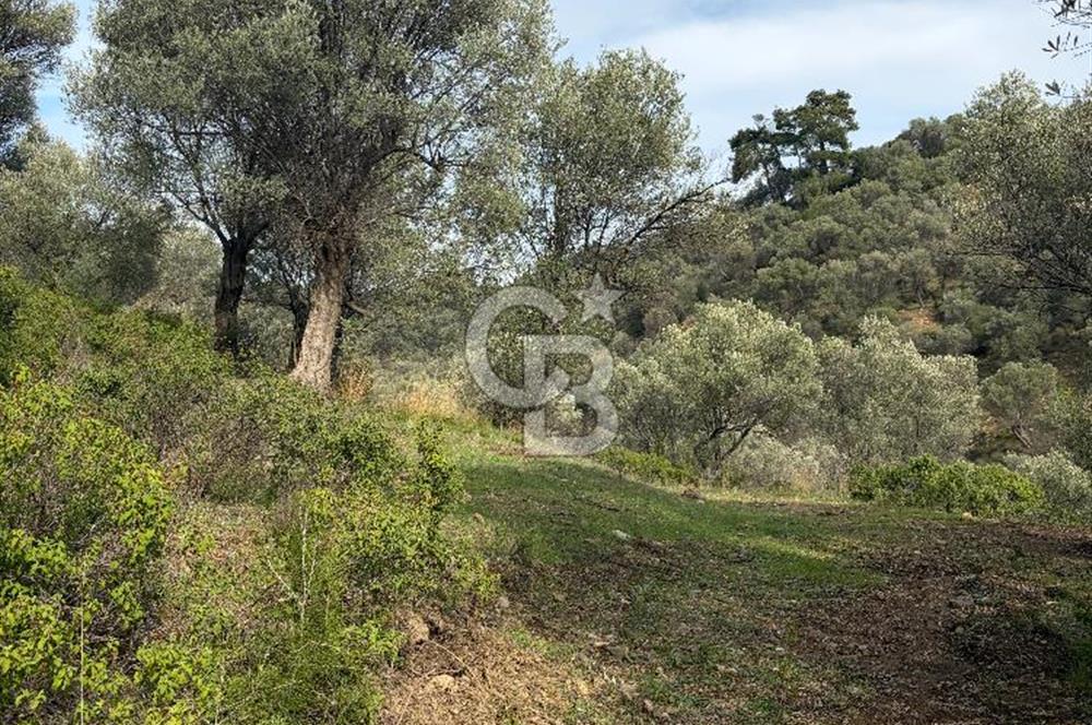 Seferihisar Beyler - Orhanlı Sınırında Müstakil Tapulu Zeytinlik