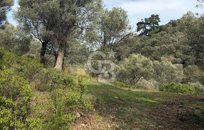 Seferihisar Beyler - Orhanlı Sınırında Müstakil Tapulu Zeytinlik