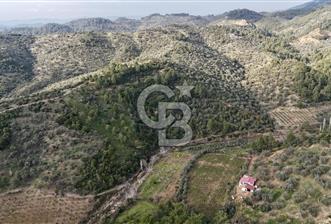 Seferihisar Beyler - Orhanlı Sınırında Müstakil Tapulu Zeytinlik - 10 - 340548