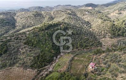 Seferihisar Beyler - Orhanlı Sınırında Müstakil Tapulu Zeytinlik