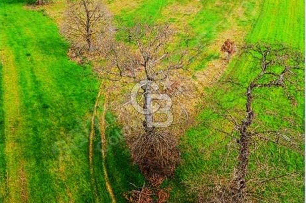 ANA YOLA CEPHE 9.843 m² | BAĞ EVİ YAPILABİLİR | SULAMA SORUNSUZ