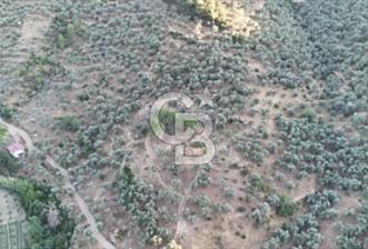 TORBALI KARAKIZLAR KÖYÜ SATILIK ZEYTİNLİK 7.075M2 - 2 - 340598