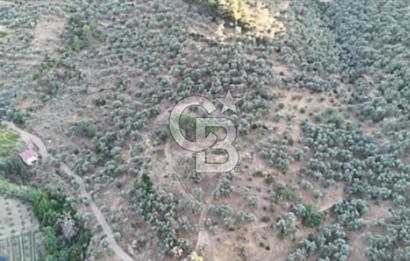 TORBALI KARAKIZLAR KÖYÜ SATILIK ZEYTİNLİK 7.075M2