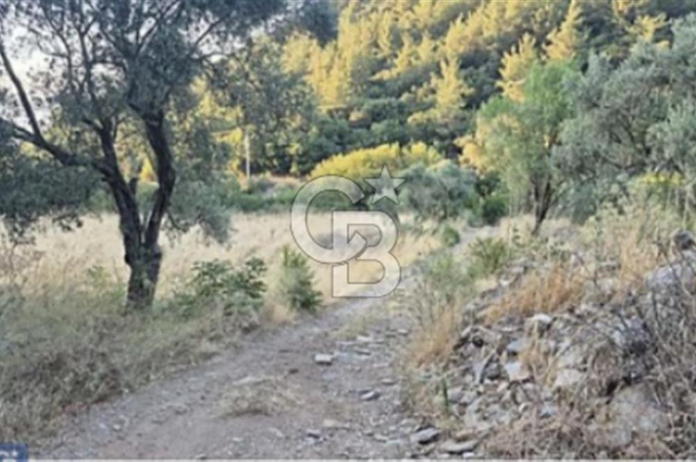 TORBALI KARAKIZLAR KÖYÜ SATILIK ZEYTİNLİK 7.075M2