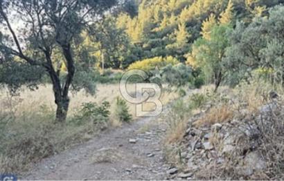 TORBALI KARAKIZLAR KÖYÜ SATILIK ZEYTİNLİK 7.075M2