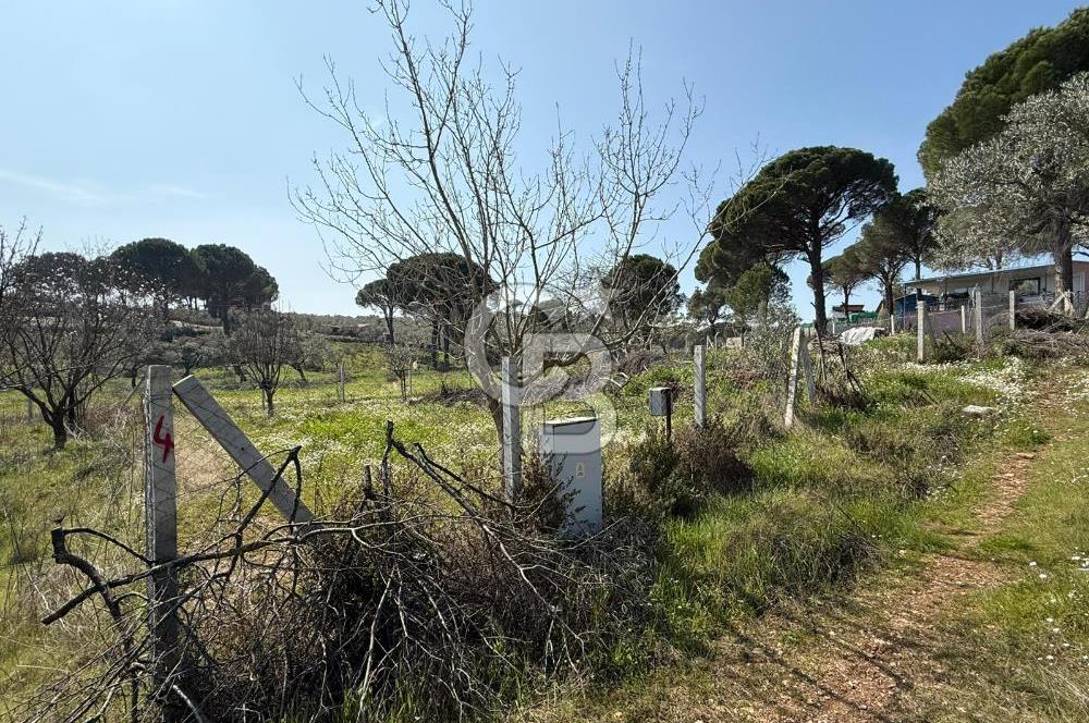 Torbalı Ormanköy Mah Satılık 684 m2 Zeytinlik Bahçe