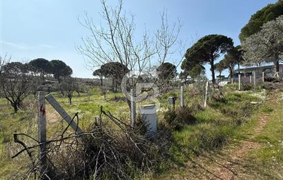 Torbalı Ormanköy Mah Satılık 684 m2 Zeytinlik Bahçe