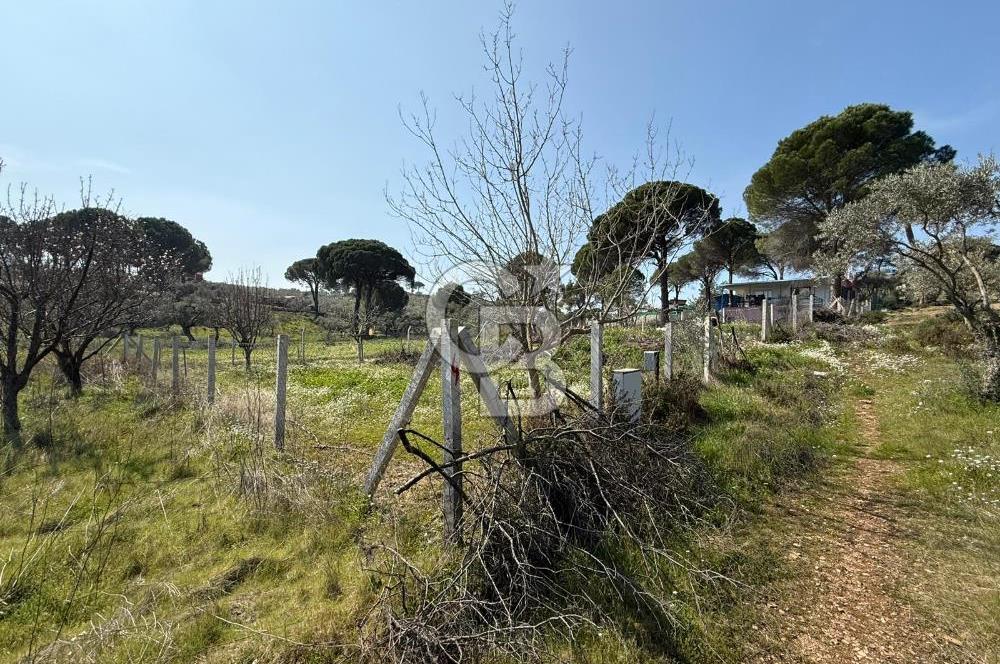 Torbalı Ormanköy Mah Satılık 684 m2 Zeytinlik Bahçe