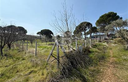 Torbalı Ormanköy Mah Satılık 684 m2 Zeytinlik Bahçe