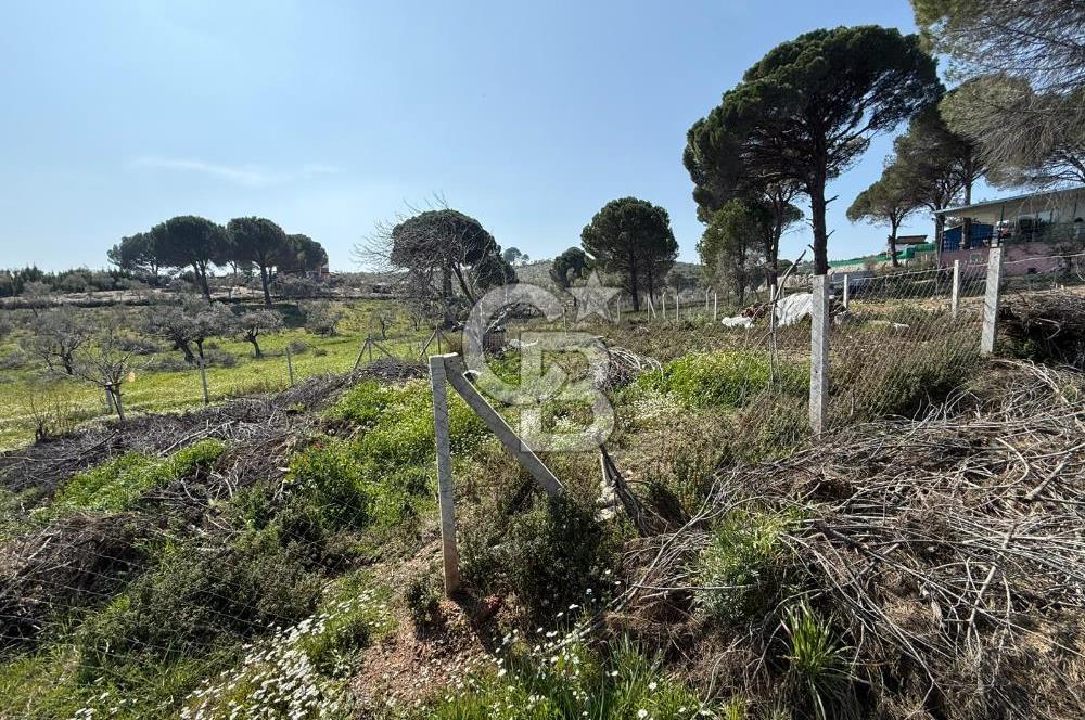 Torbalı Ormanköy Mah Satılık 684 m2 Zeytinlik Bahçe