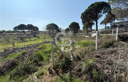 Torbalı Ormanköy Mah Satılık 684 m2 Zeytinlik Bahçe