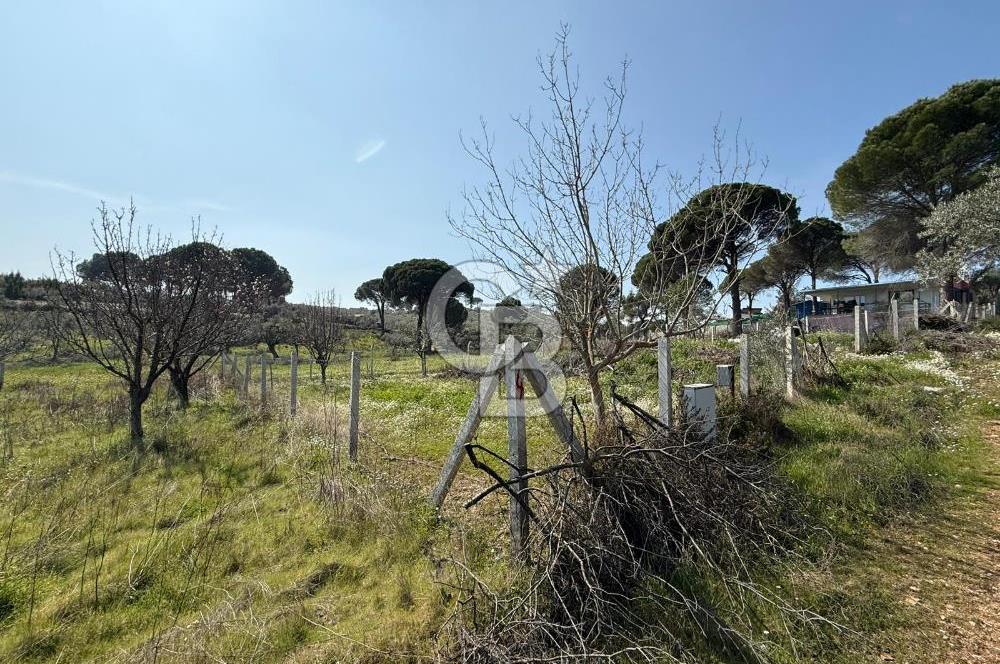 Torbalı Ormanköy Mah Satılık 684 m2 Zeytinlik Bahçe