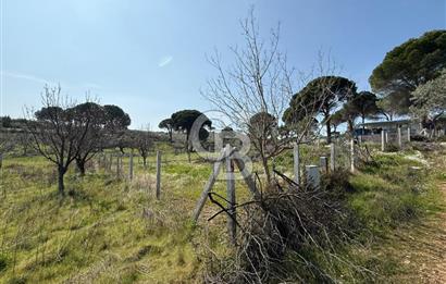 Torbalı Ormanköy Mah Satılık 684 m2 Zeytinlik Bahçe