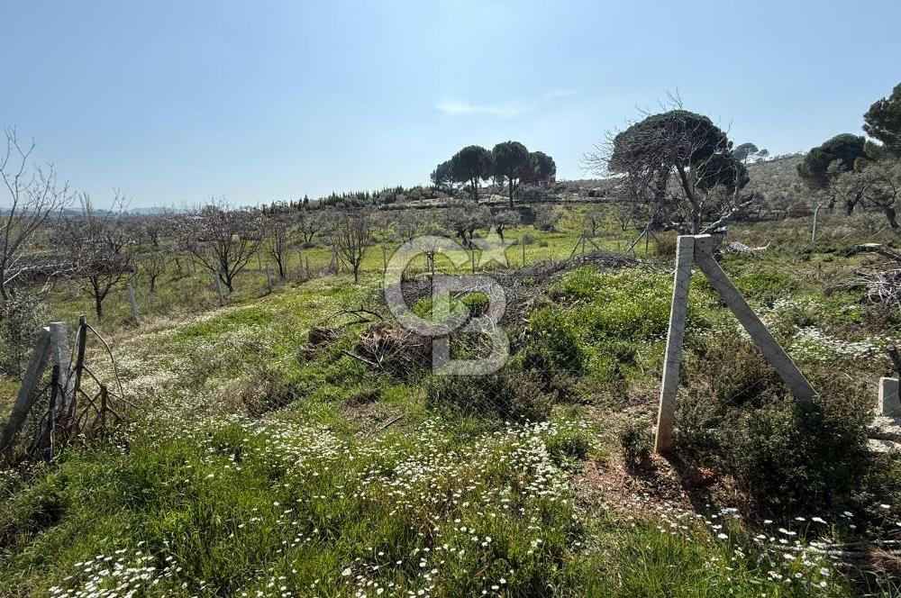 Torbalı Ormanköy Mah Satılık 684 m2 Zeytinlik Bahçe
