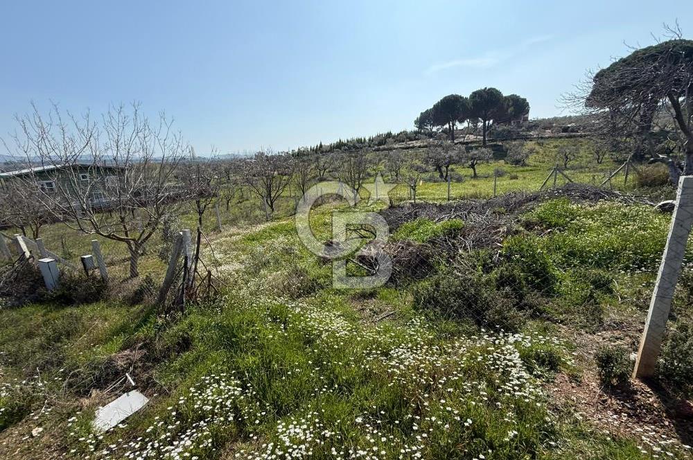 Torbalı Ormanköy Mah Satılık 684 m2 Zeytinlik Bahçe