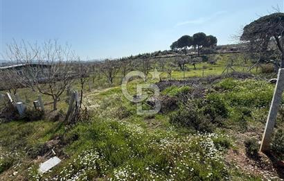 Torbalı Ormanköy Mah Satılık 684 m2 Zeytinlik Bahçe