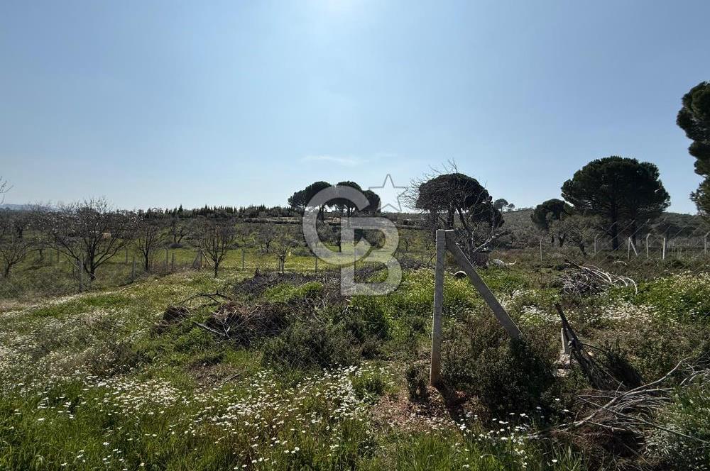 Torbalı Ormanköy Mah Satılık 684 m2 Zeytinlik Bahçe