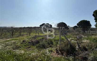 Torbalı Ormanköy Mah Satılık 684 m2 Zeytinlik Bahçe