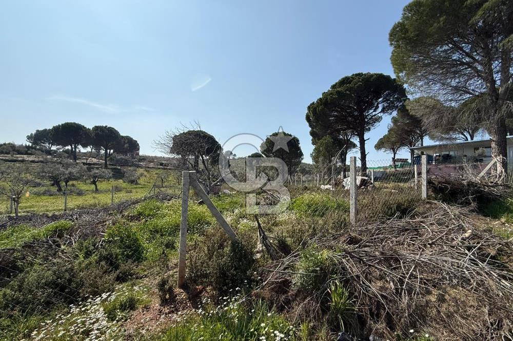 Torbalı Ormanköy Mah Satılık 684 m2 Zeytinlik Bahçe