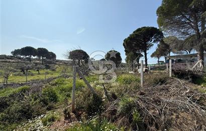 Torbalı Ormanköy Mah Satılık 684 m2 Zeytinlik Bahçe