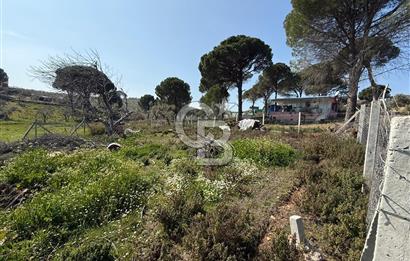 Torbalı Ormanköy Mah Satılık 684 m2 Zeytinlik Bahçe