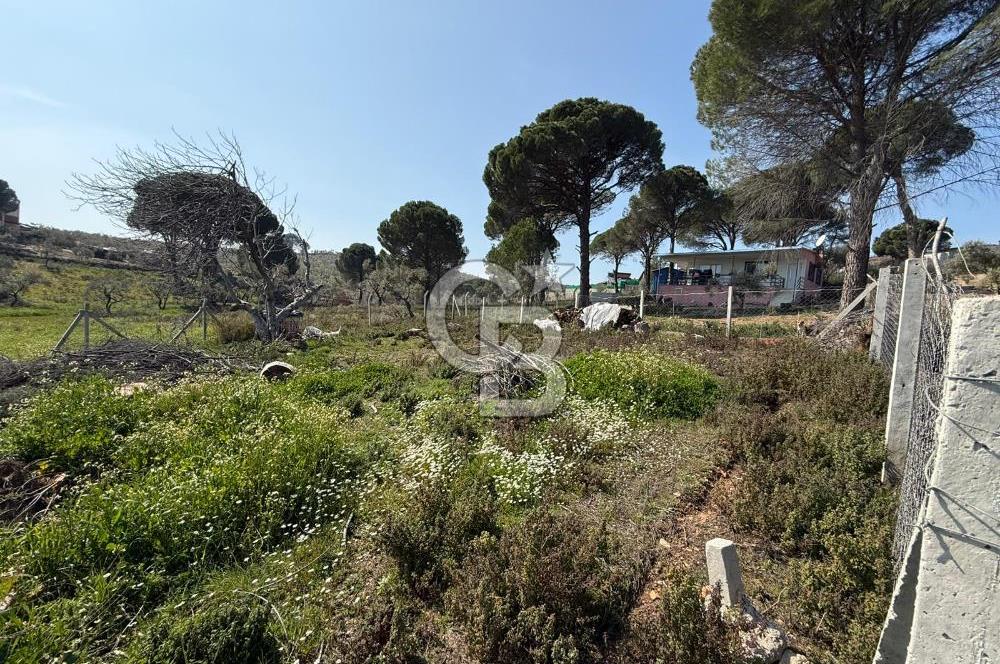 Torbalı Ormanköy Mah Satılık 684 m2 Zeytinlik Bahçe