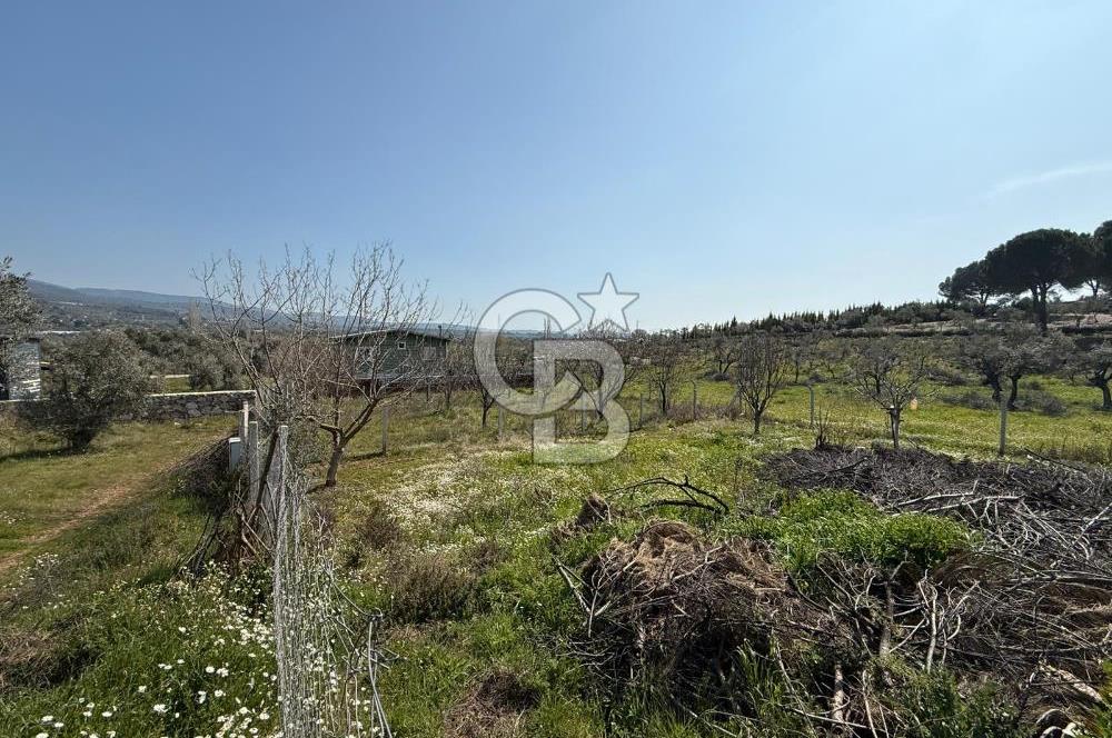 Torbalı Ormanköy Mah Satılık 684 m2 Zeytinlik Bahçe