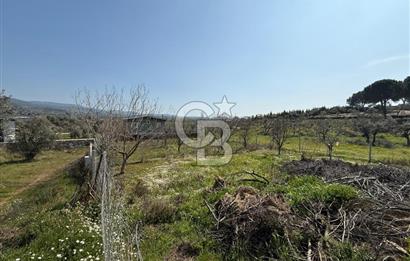 Torbalı Ormanköy Mah Satılık 684 m2 Zeytinlik Bahçe