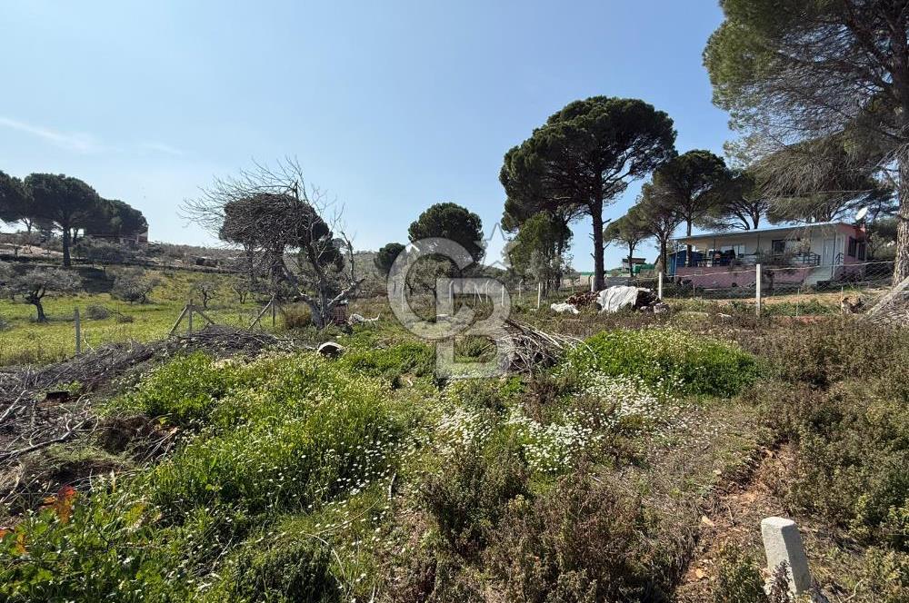 Torbalı Ormanköy Mah Satılık 684 m2 Zeytinlik Bahçe