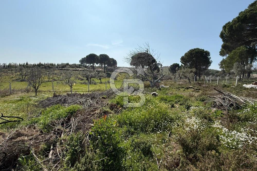 Torbalı Ormanköy Mah Satılık 684 m2 Zeytinlik Bahçe