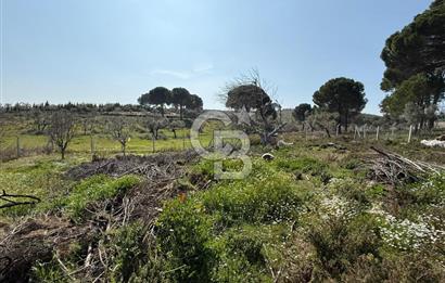 Torbalı Ormanköy Mah Satılık 684 m2 Zeytinlik Bahçe