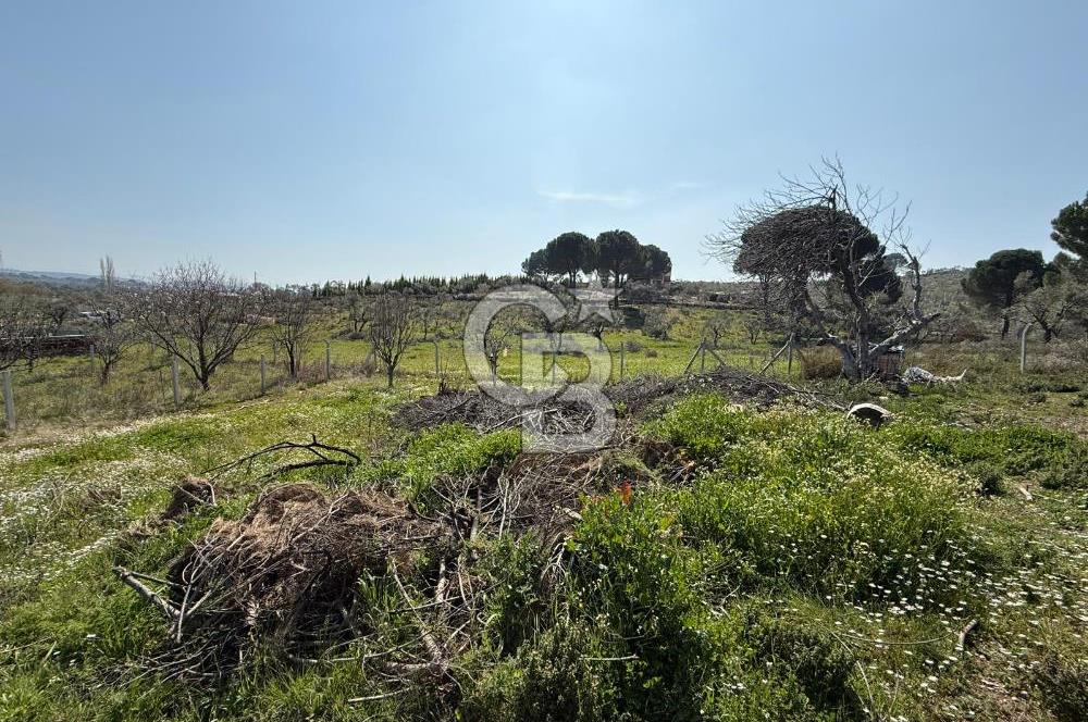 Torbalı Ormanköy Mah Satılık 684 m2 Zeytinlik Bahçe