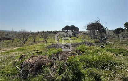 Torbalı Ormanköy Mah Satılık 684 m2 Zeytinlik Bahçe