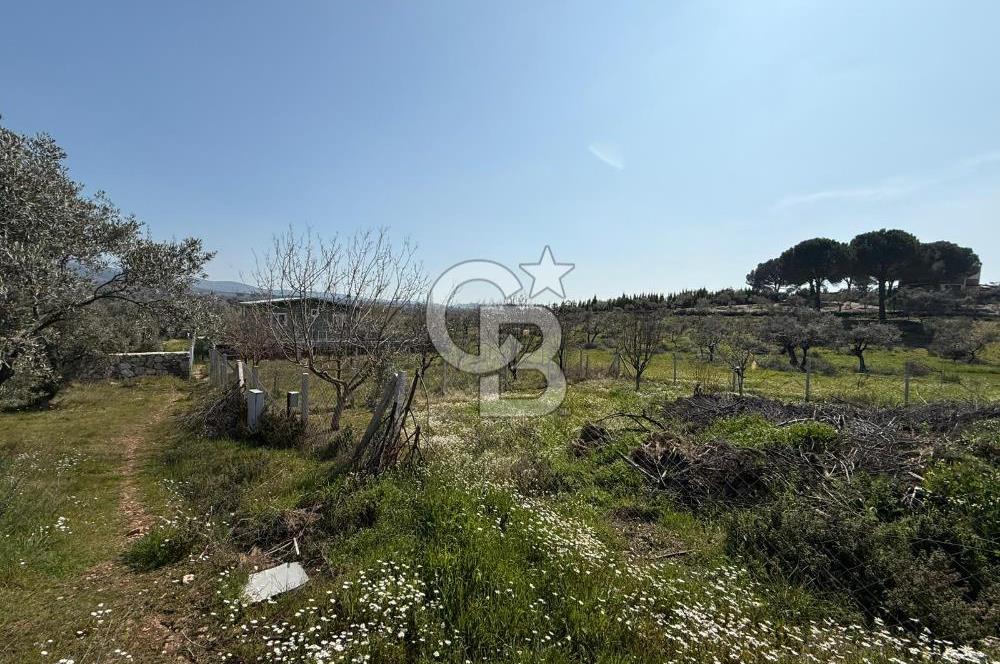 Torbalı Ormanköy Mah Satılık 684 m2 Zeytinlik Bahçe