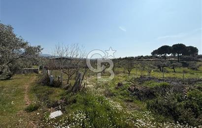 Torbalı Ormanköy Mah Satılık 684 m2 Zeytinlik Bahçe