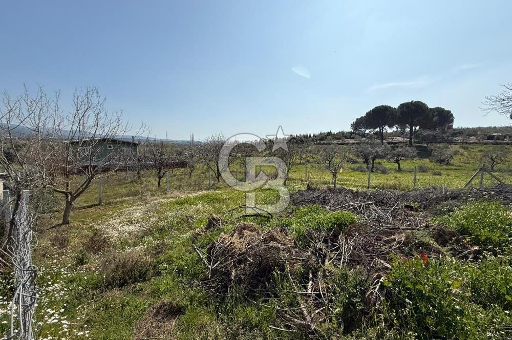 Torbalı Ormanköy Mah Satılık 684 m2 Zeytinlik Bahçe