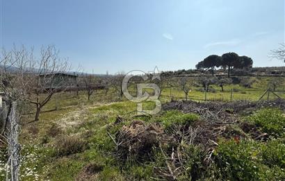 Torbalı Ormanköy Mah Satılık 684 m2 Zeytinlik Bahçe