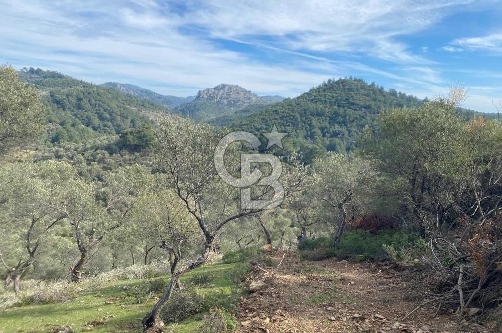 Seferihisar Beyler - Orhanlı Sınırında Müstakil Tapulu Zeytinlik