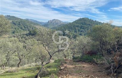 Seferihisar Beyler - Orhanlı Sınırında Müstakil Tapulu Zeytinlik