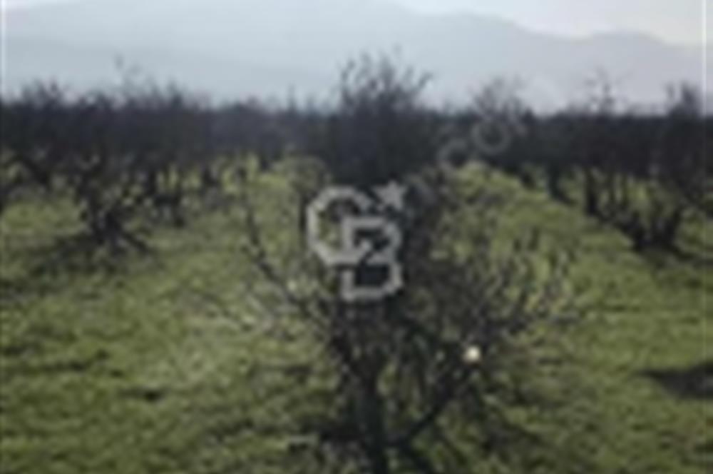 Selçuk Burgaz/ içinde yapı olan elektrik suyu aktif incirlik