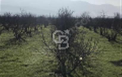 Selçuk Burgaz/ içinde yapı olan elektrik suyu aktif incirlik