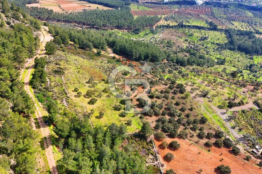 Datça Yaka Sındı’da Zeytincik Manzaralı , Yatırımlık Tarla | Palamutbükü’ne Yakın