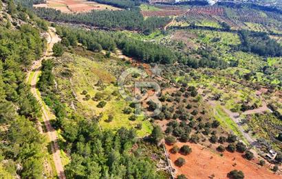 Datça Yaka Sındı’da Zeytincik Manzaralı , Yatırımlık Tarla | Palamutbükü’ne Yakın