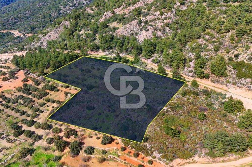 Datça Yaka Sındı’da Zeytincik Manzaralı , Yatırımlık Tarla | Palamutbükü’ne Yakın