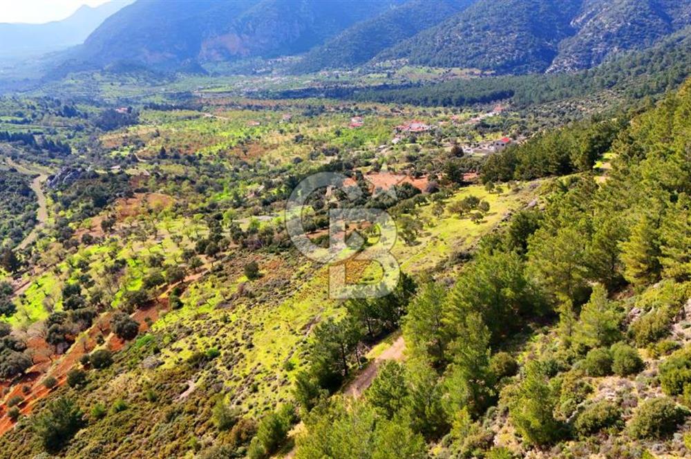 Datça Yaka Sındı’da Zeytincik Manzaralı , Yatırımlık Tarla | Palamutbükü’ne Yakın