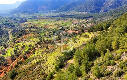 Datça Yaka Sındı’da Zeytincik Manzaralı , Yatırımlık Tarla | Palamutbükü’ne Yakın