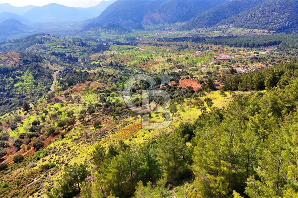 Datça Yaka Sındı’da Zeytincik Manzaralı , Yatırımlık Tarla | Palamutbükü’ne Yakın